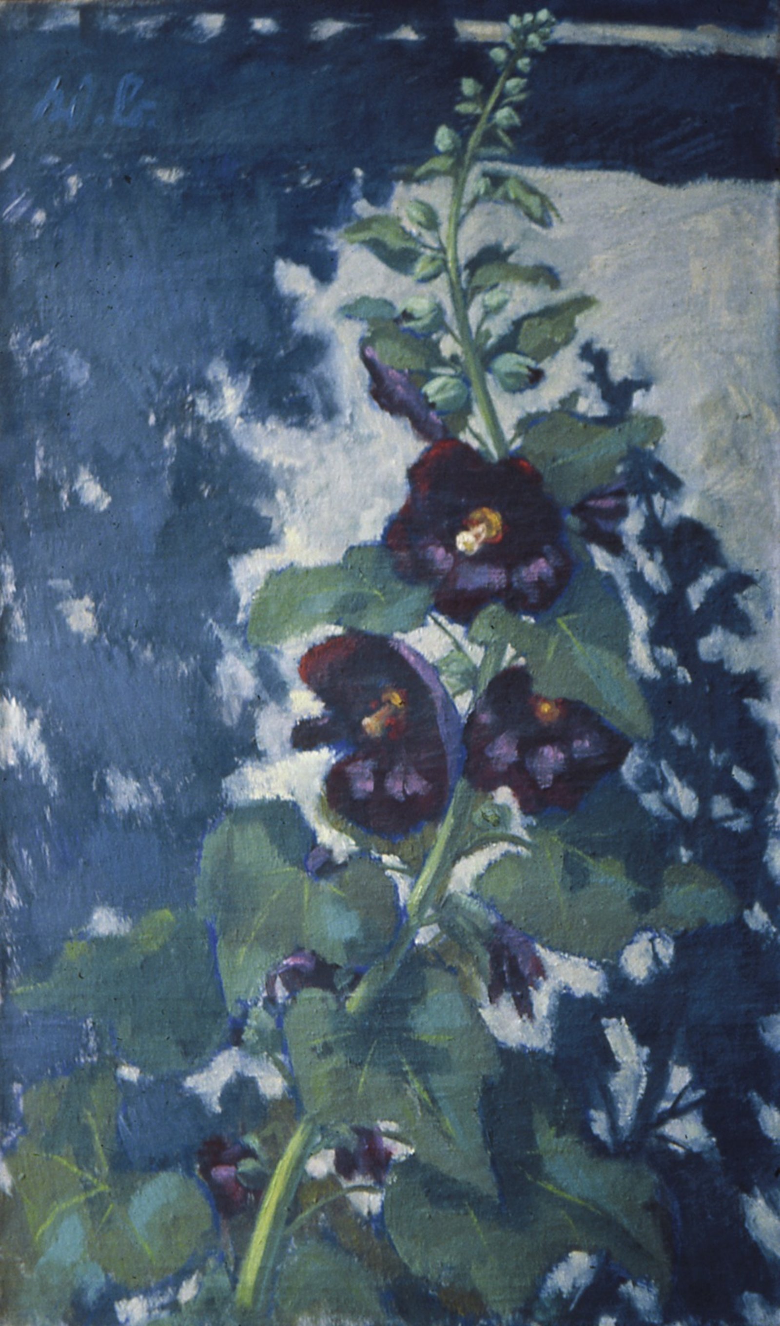 Schwarze Malve vor weißer Hauswand