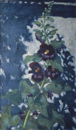 Schwarze Malve vor weißer Hauswand