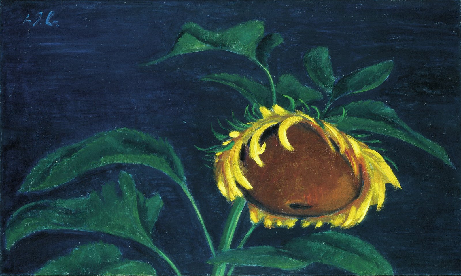 Sonnenblume im Scheinwerferlicht