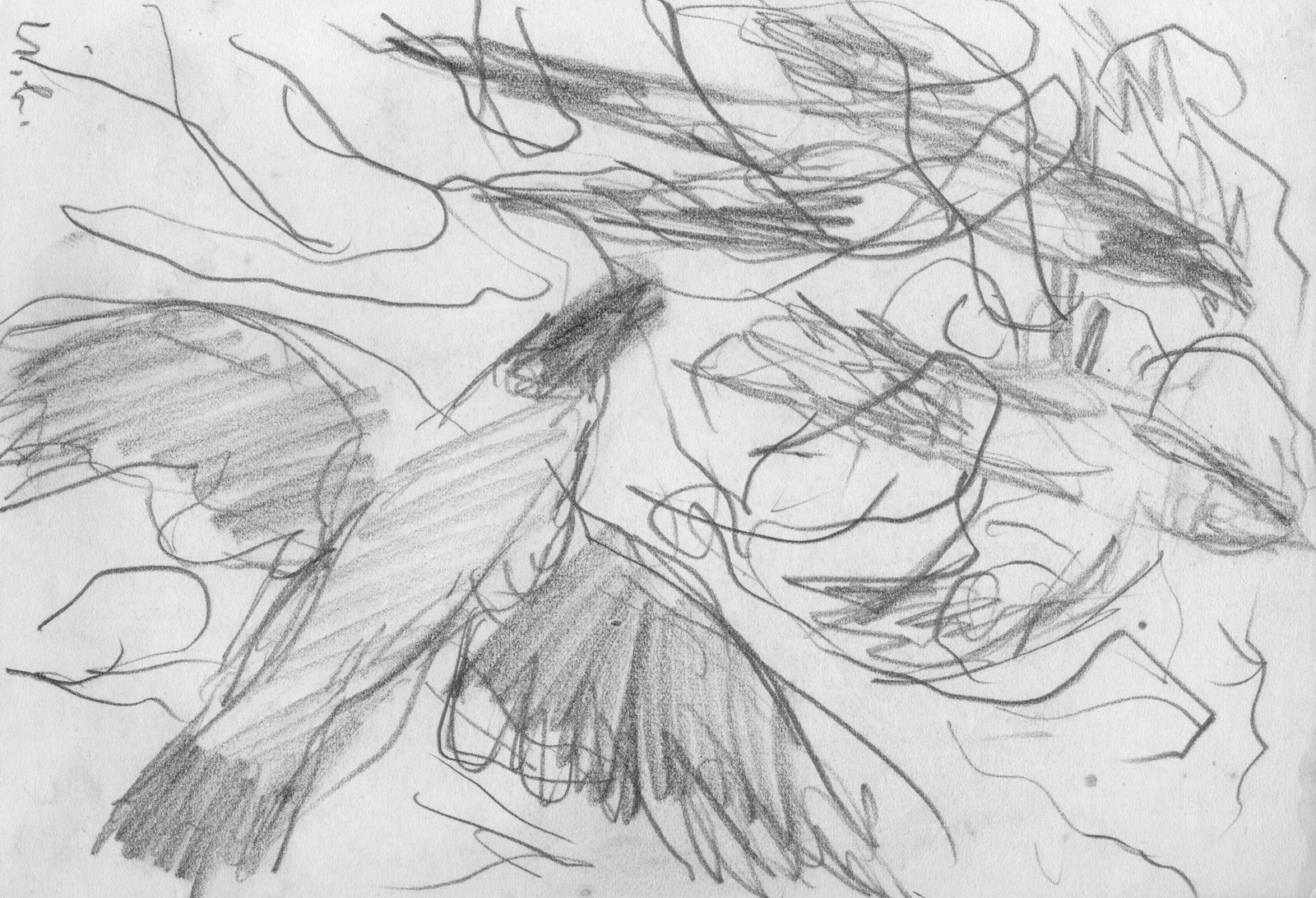 Auffliegende Krähen